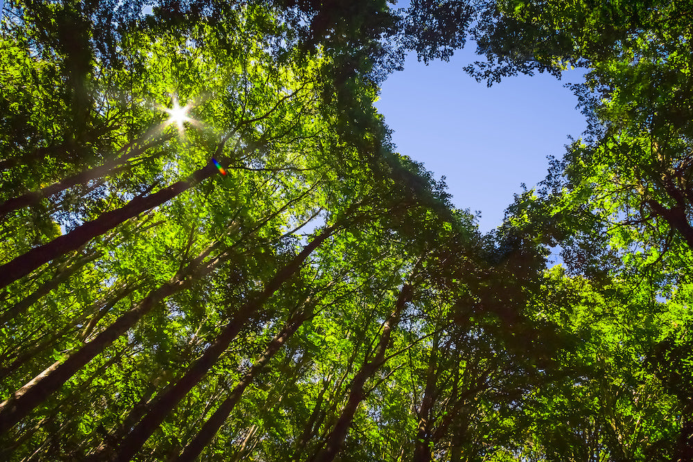 Happy Earth Day from us at RAINE Clothing!